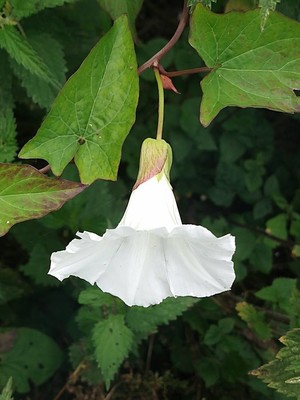 photo of Hedge Bindweed