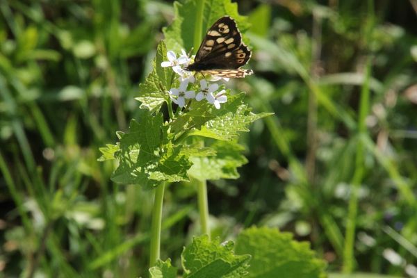 photo of Garlic Mustard
