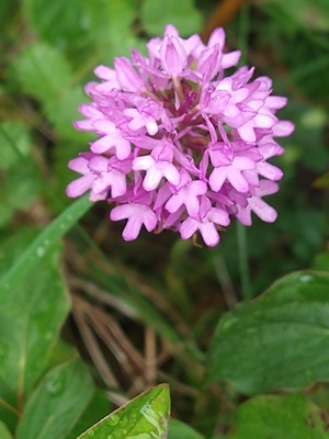 photo of Pyramidal Orchid