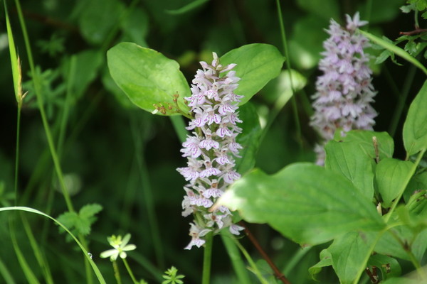 photo of Common Spotted Orchid