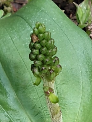 photo of Common Twayblade