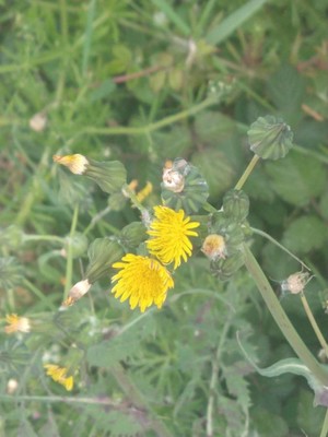 photo of Prickly Sow Thistle