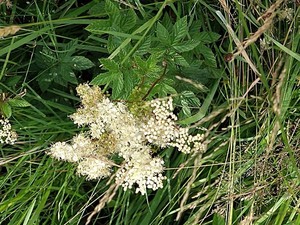 photo of Meadowsweet
