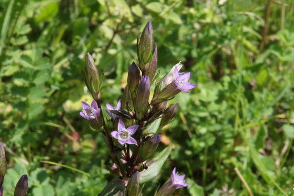 photo of Autumn Gentian