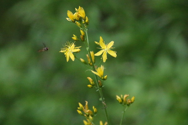 photo of Hairy St John's Wort