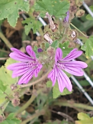 photo of Common Mallow