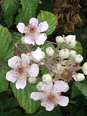 photo of Elm Leaved Bramble