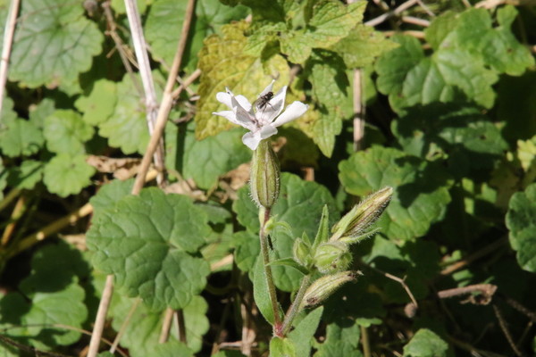 photo of White Campion