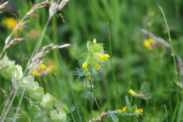 photo of Yellow Rattle