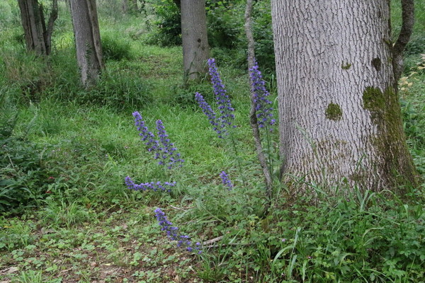 photo of Vipers Bugloss
