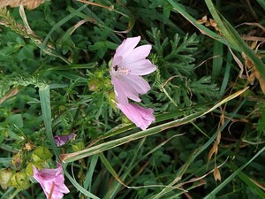 photo of Greater Musk Mallow