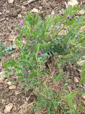 photo of Common Vetch