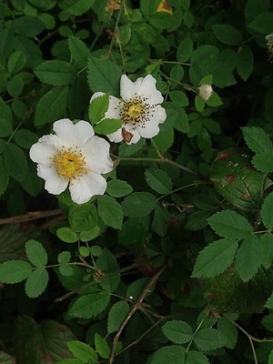 photo of Field Rose