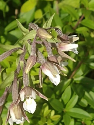 photo of Marsh Helleborine