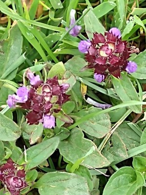 photo of Selfheal