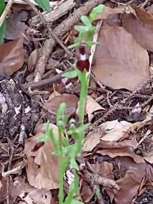 photo of Fly Orchid