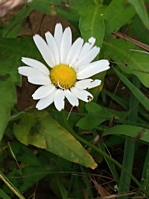 photo of Oxeye Daisy