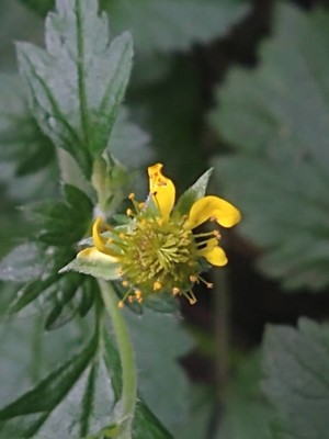 photo of Wood Avens