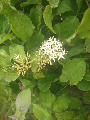photo of Dogwood