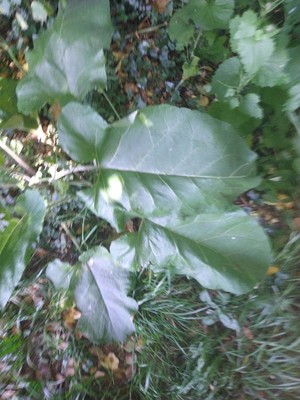 photo of Great Burdock