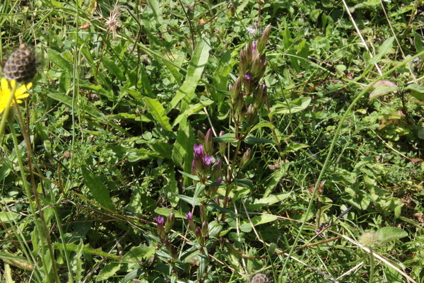 photo of Autumn Gentian