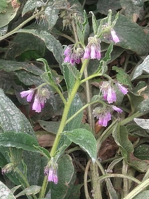 photo of Common Comfrey