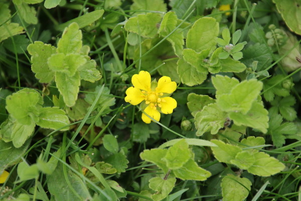 photo of Creeping Cinquefoil