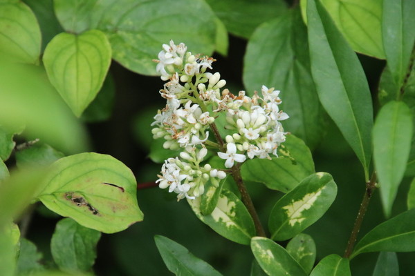 photo of Wild Privet