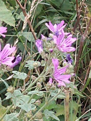 photo of Common Mallow