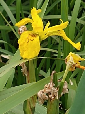 photo of Yellow Iris