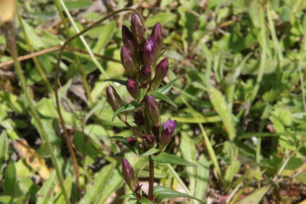 photo of Autumn Gentian