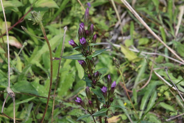 photo of Autumn Gentian