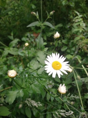 photo of Oxeye Daisy