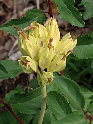 photo of Cowslip