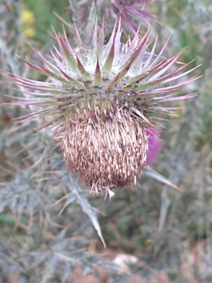 photo of Nodding Or Musk Thistle