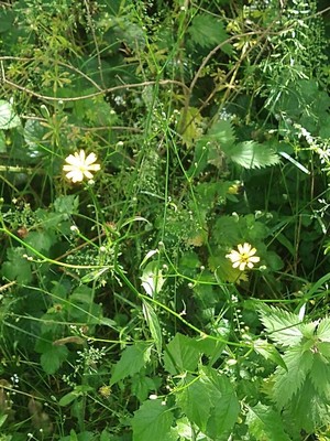 photo of Nipplewort