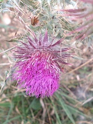 photo of Nodding Or Musk Thistle