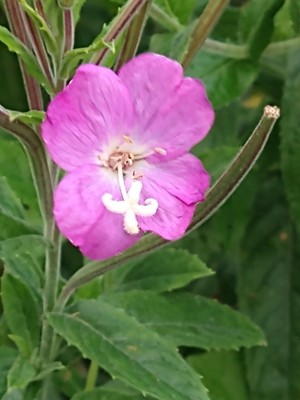 photo of Great Willowherb