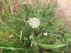 photo of Wild Carrot