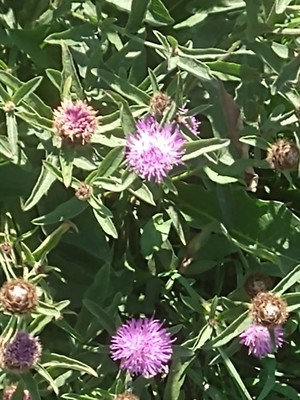 photo of Common Knapweed