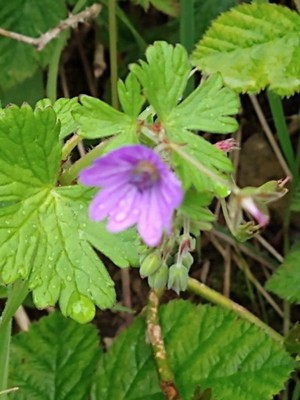 photo of Hedgerow Crane's Bill