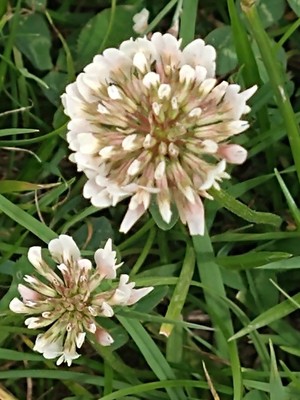 photo of White Clover