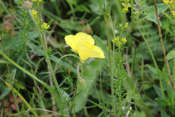 photo of Common Rockrose