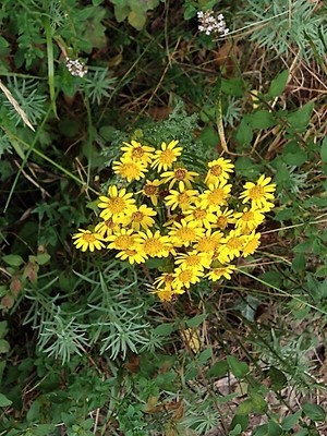 photo of Ragwort