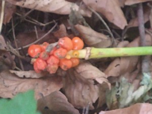 photo of Italian Arum