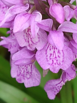 photo of Southern Marsh Orchid