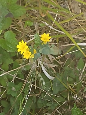 photo of Yellow Wort