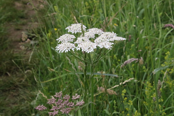 photo of Hogweed