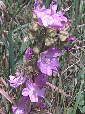 photo of Greater Musk Mallow