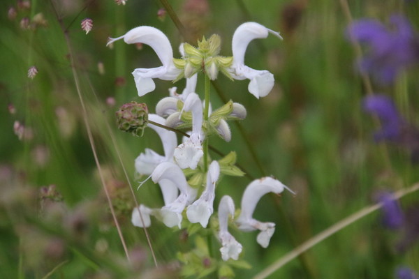 photo of Meadow Clary